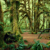 クィノルト レインフォレスト　Quinault Rain Forest