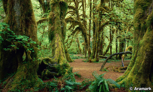 クィノルト レインフォレスト　Quinault Rain Forest