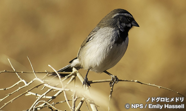 ノドグロヒメドリ　Black-throated sparrow