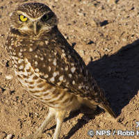 アナホリフクロウ　Burrowing Owl
