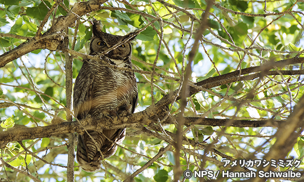 アメリカワシミミズク　Great Horned Owl