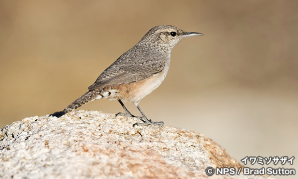 Rock_wren-01-600x360.jpg