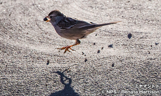 ミヤマシトド　White-crowned sparrow