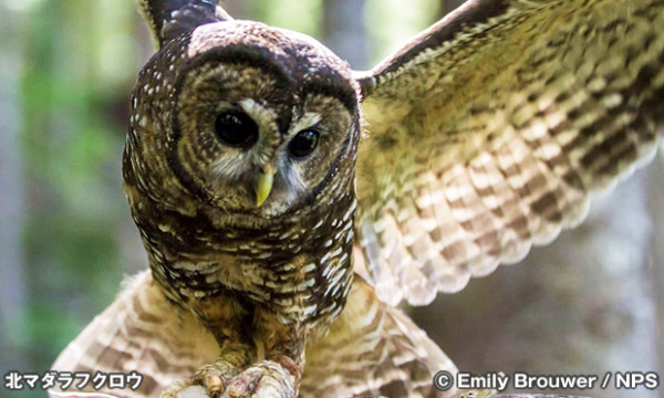 バードウォッチング | Around-USA