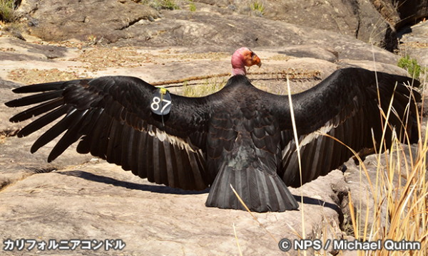 カリフォルニア・コンドル | Around-USA